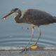 Heron catching a lil snack