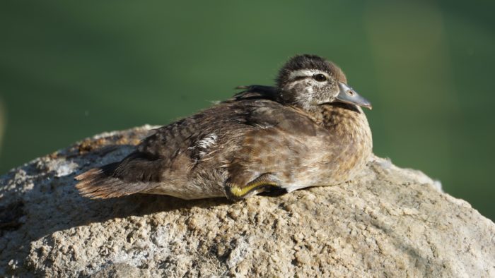 Mallard duckling