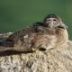 Mallard duckling