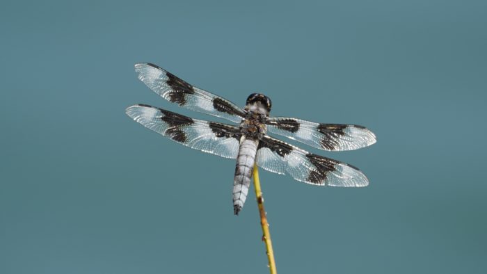 Eight-spotted skimmer