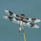 Eight-spotted skimmer