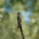 Willow flycatcher