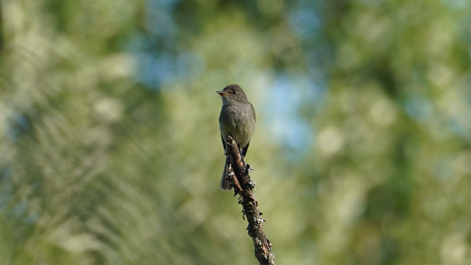 Willow flycatcher