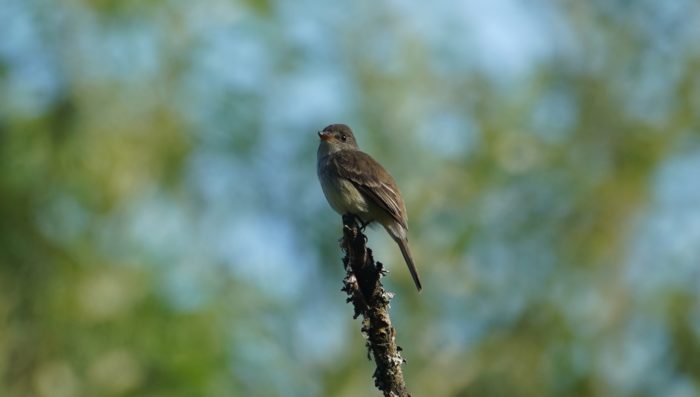 Willow flycatcher