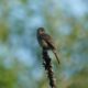 More willow flycatcher