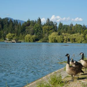 Canada geese and Lost Lagoon