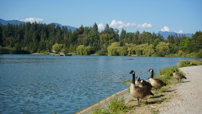 Canada geese and Lost Lagoon