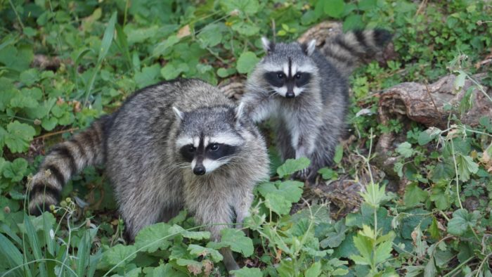 Raccoons