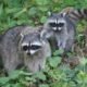 Racoon mom and baby