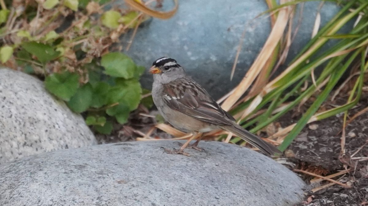 White-crowned sparrow on a rock