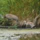 Evan the sandhill crane