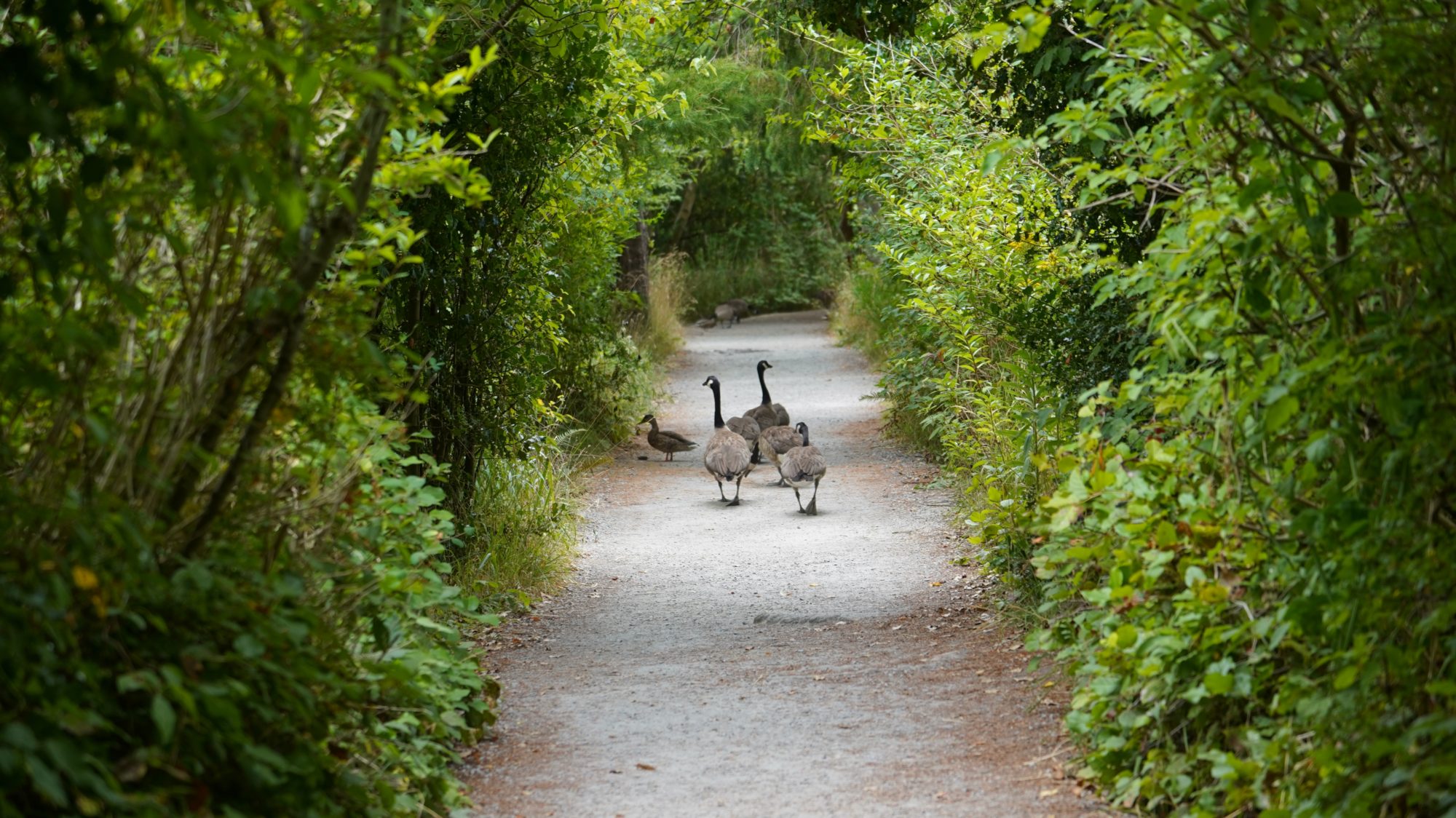 Canada geese