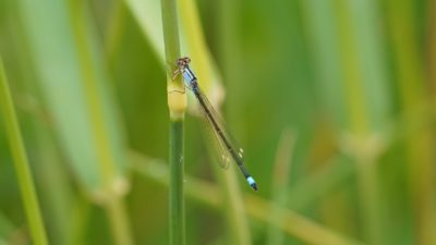 Blue-tailed damselfly