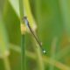 Blue-tailed damselfly