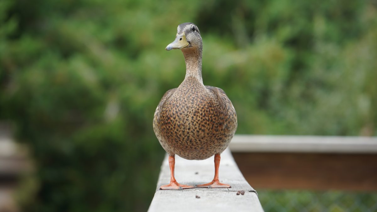 Duck on a fence