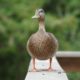 Duck on a fence