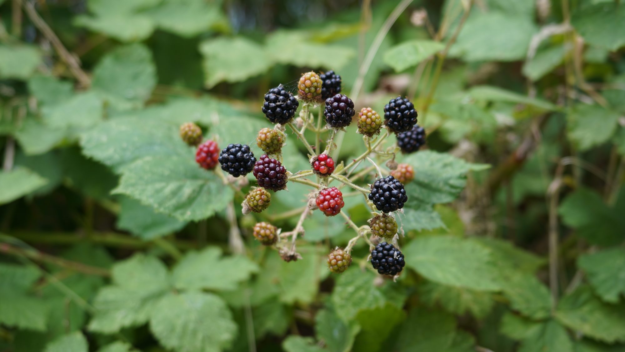 Berries