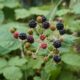 Assorted berries