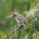 House finch