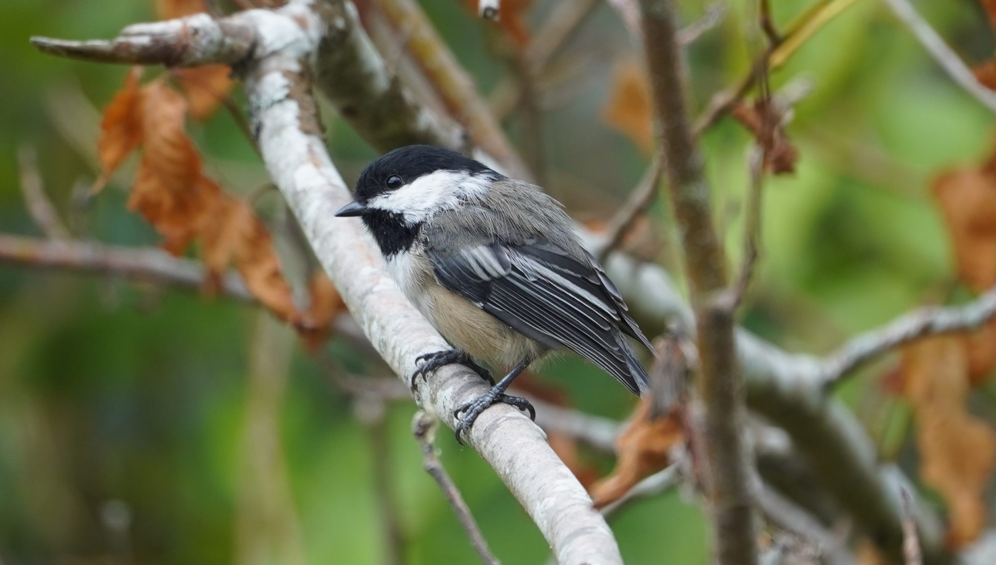 Chickadee