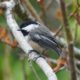 Chickadee