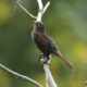 Song sparrow