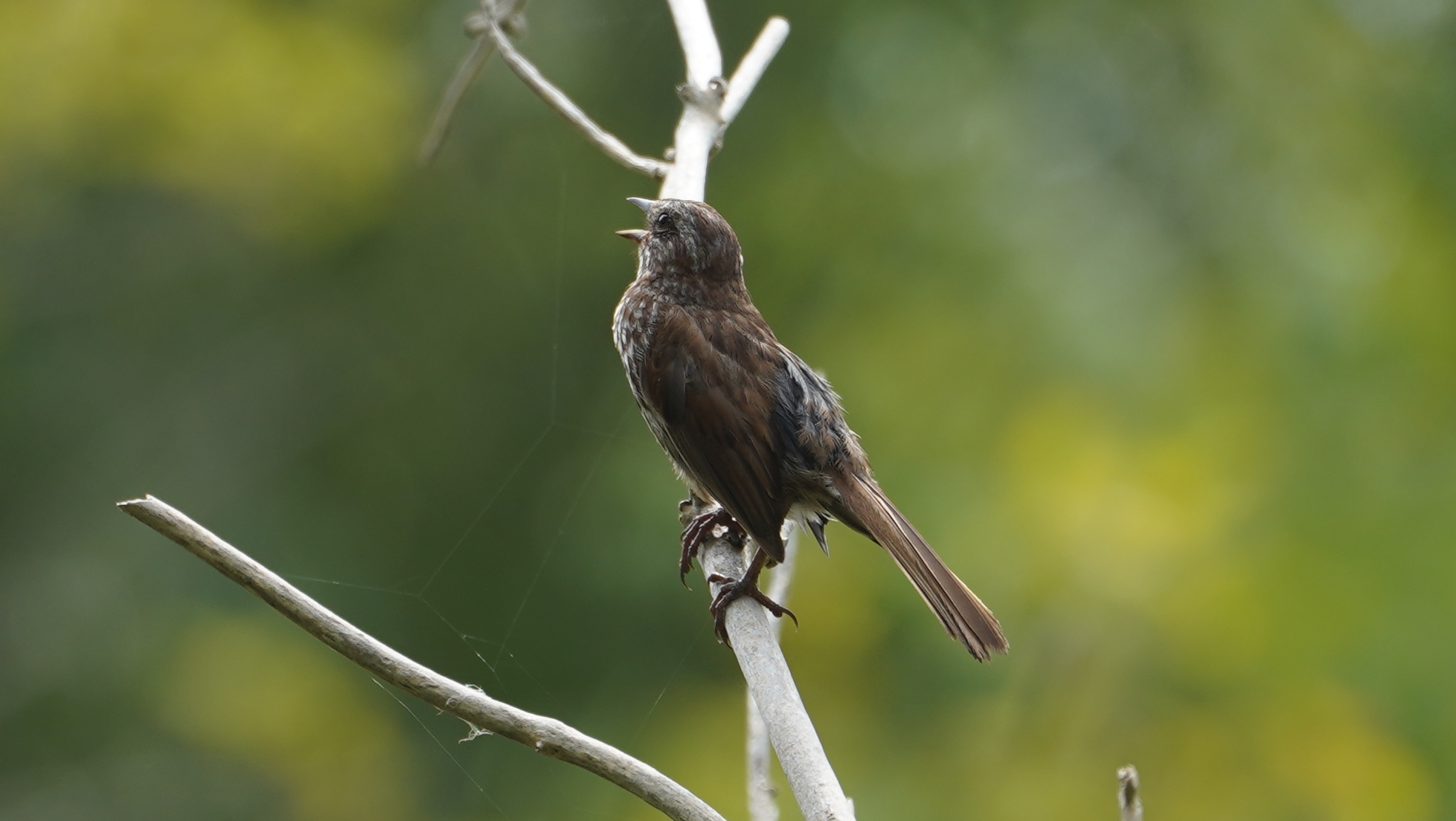 Song sparrow