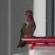 Lady Anna’s at a feeder