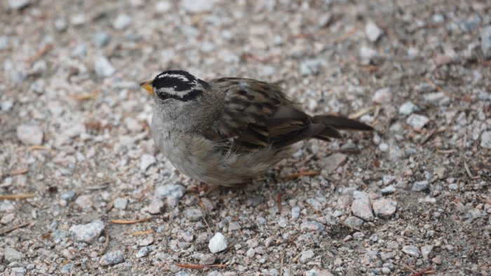 White-crowned sparrow