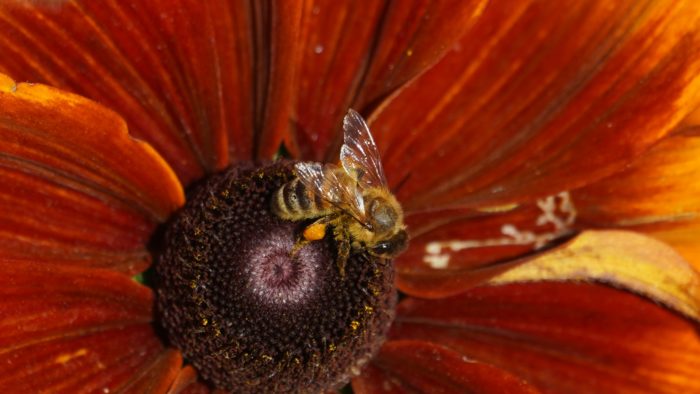 Bee on flower