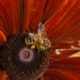 Pollen sacs and shiny wings