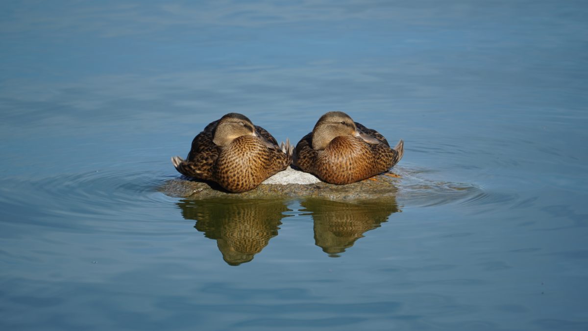 Two resting mallard ducks