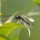 Blue dasher