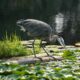 A very vigilant heron