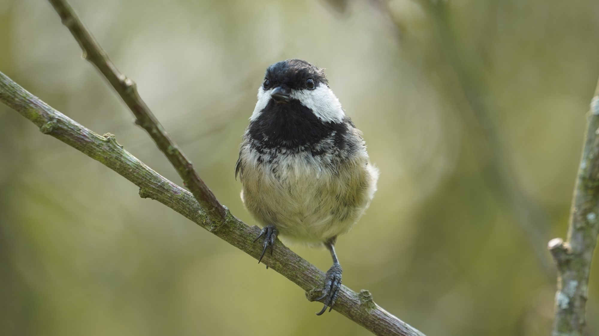 Chickadee