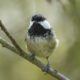 Chickadee
