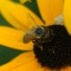 Busy bee