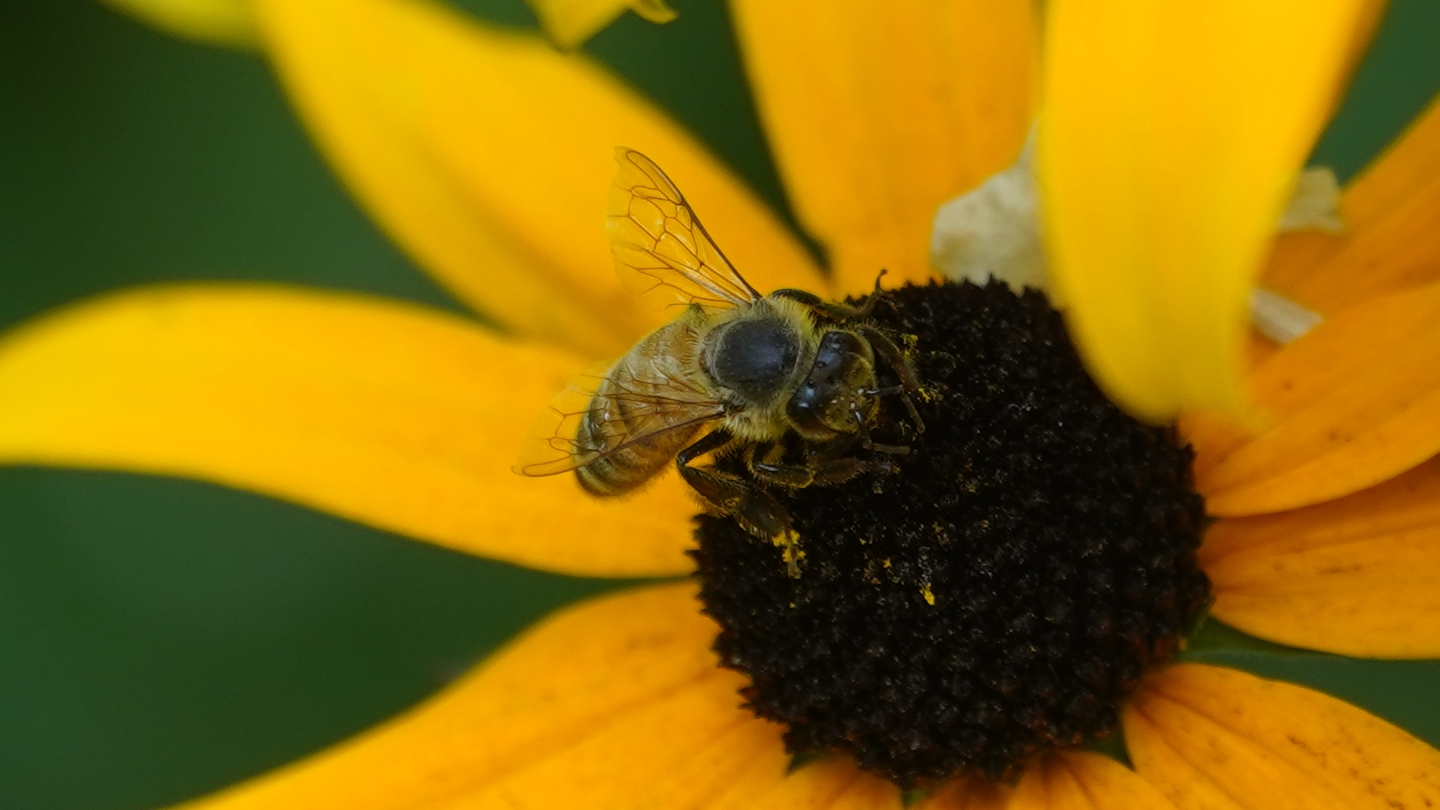 Bee on flower