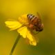 Busy on yellow