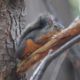 Douglas squirrel up in a tree