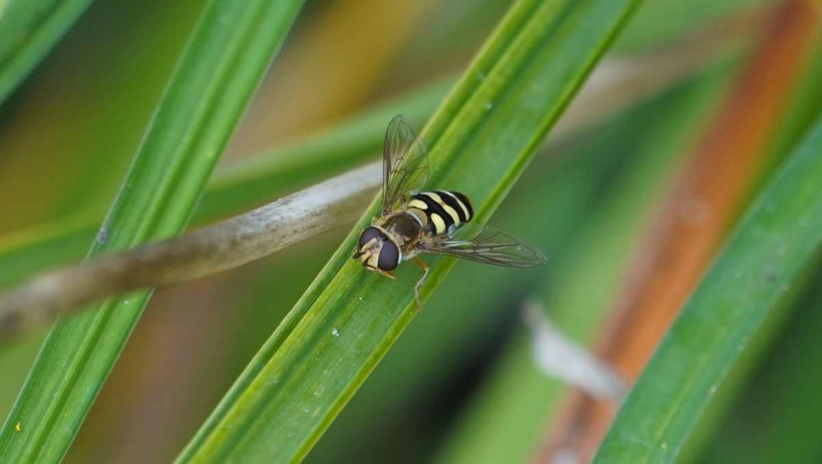 Hoverfly on green grass