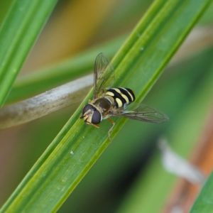 Hoverfly on green grass