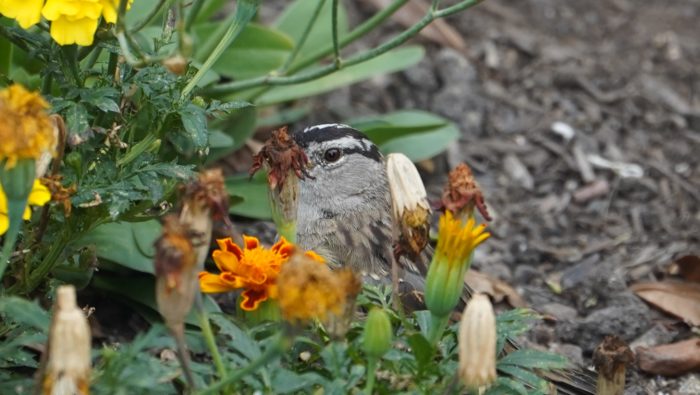 White-crowned sparrow hiding