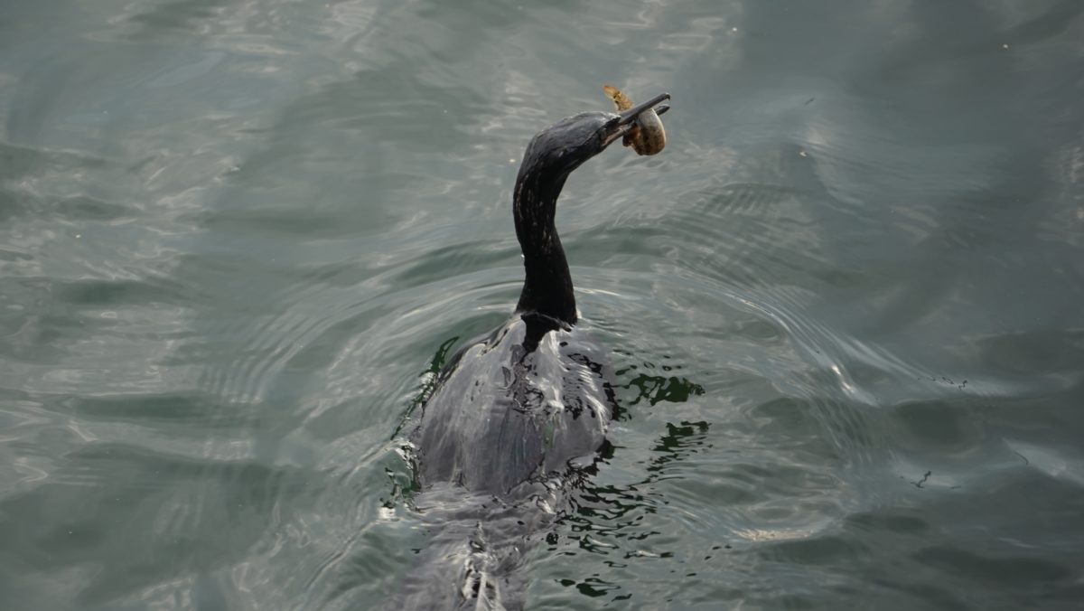 Cormorant with catch