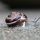 Snail