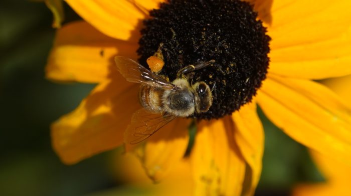 Bee on flower