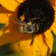 Yet another bee on another flower