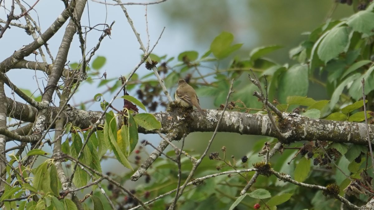 Flycatcher in a tree