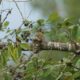 Flycatcher