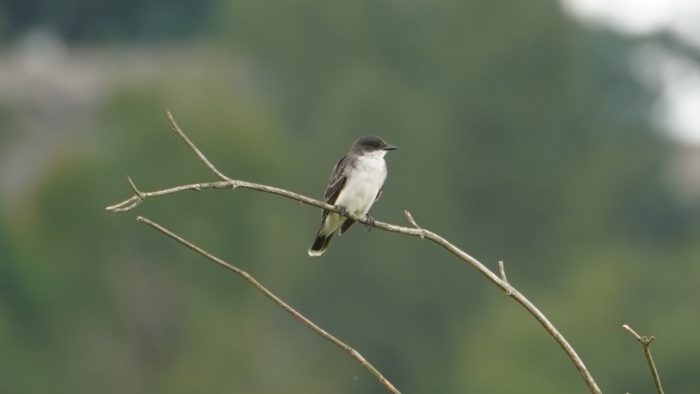 Eastern kingbird